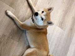 -柴迷FANS CLUB·柴犬狗咖·猫咖