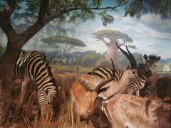 -陕西自然博物馆