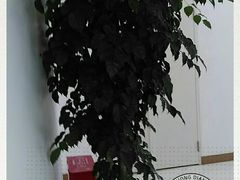 -荟廷·晶萃(陆家嘴尚悦湾店)