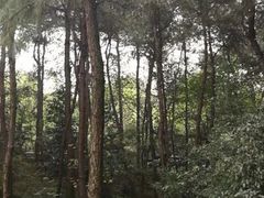 -铁山坪森林公园