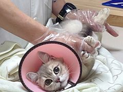 -谐和贝康宠物医院24小时·宠保定点(急重症转诊中心)