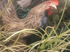 -俭寨大盘鸡·缸子肉·小公鸡·新疆菜(云通店)
