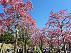 -风云岭森林公园