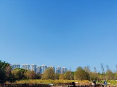 -五缘湾湿地公园