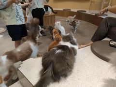 -飞行喵MR PILOT|猫舍·猫咖(静安大融城店)