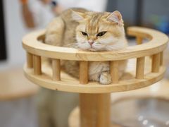 -有喵·猫咖·狗咖·40+猫狗有小奶狗(岗厦店)