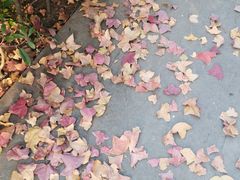 -崔氏班面馆(2号店)