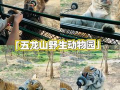 -五龙山野生动物王国