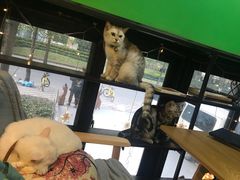 -李小姐の猫咖啡馆(五角场店)