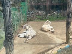 -贵州森林野生动物园