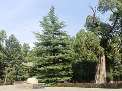 -黄帝陵