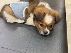 -乐琪宠物医院·犬猫专科·骨外科·急重症