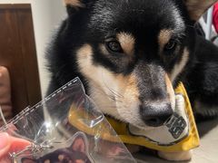 -逗柴咖啡屋·狗咖猫咖宠物桌游