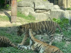 -深圳野生动物园