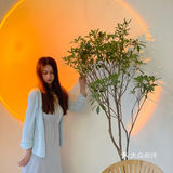 杭州凤凰山景区可以撸猫的咖啡馆超赞