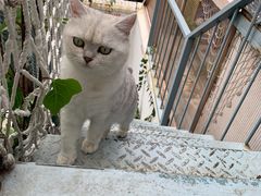 -喵屿·大理花园猫咖