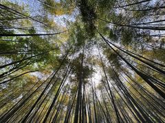 -上海佘山国家森林公园天马山园