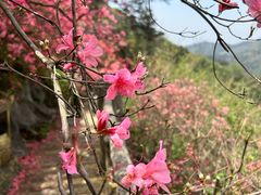 -木兰云雾山