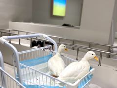 -怪兽屋·羊驼·猫咖·狗咖(俊华广场店)