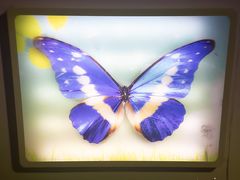 -上海昆虫博物馆