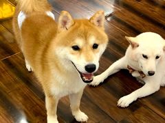 -豆柴町-柴犬主题狗咖(红鼎国际C座店)