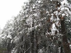 -武陵山森林公园