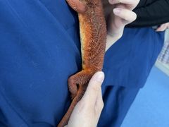 -博特宠物医院24h犬猫全科.骨科·异宠