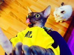 -美联众合爱康动物医院•复杂内科•肿瘤科•牙科•腔镜诊疗中心