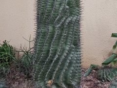 -正佳雨林生态植物园