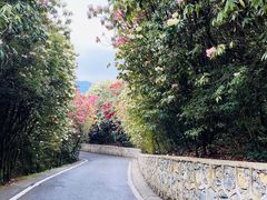 -贵州百里杜鹃风景名胜区