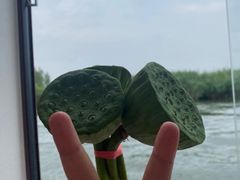 -白洋淀景区
