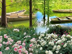 -深圳仙湖植物园