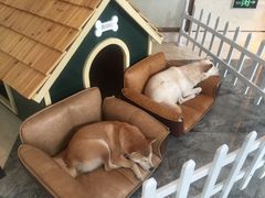 -上海崇明金茂凯悦酒店