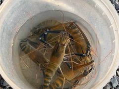 -DGE季风钓虾营地·团建·聚会