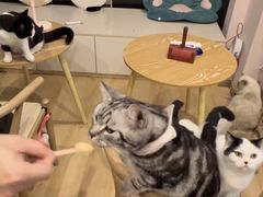 -猫咪派对(江南西店)