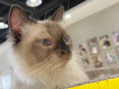 -藏猫猫咖啡主题馆(中央大道店)