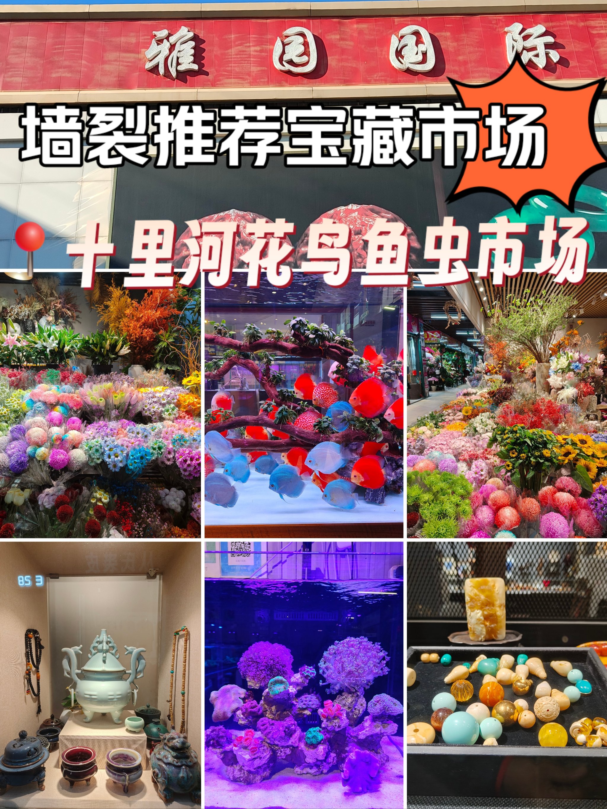 十里河花鸟鱼虫图片