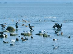 -深圳湾公园(南山区)