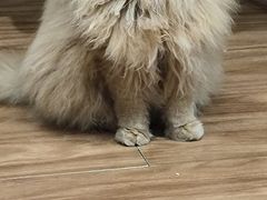 -MOCHA明星猫咖(田子坊店)