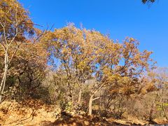 -北京西山国家森林公园