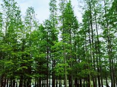 -白鹭湾湿地公园