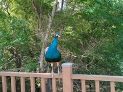 -沈阳鸟岛