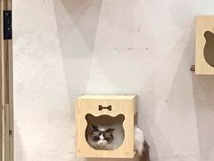 -猫色咖啡·猫咖