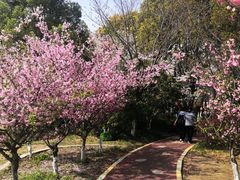 -高东镇樱花园