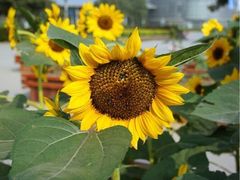 iphone_upload_pic-郑州植物园