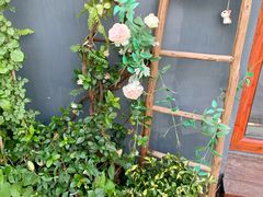 -IFIF 如果花園(宽厚里店)