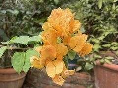 -谷咖啡·鲜花绿植花园餐厅