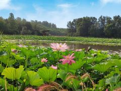 -东郊湿地公园