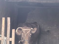 -红嫂家乡旅游区