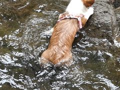 -素山寺森林公园